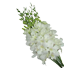 گل ارکیده دندروبیوم وایت لرویا